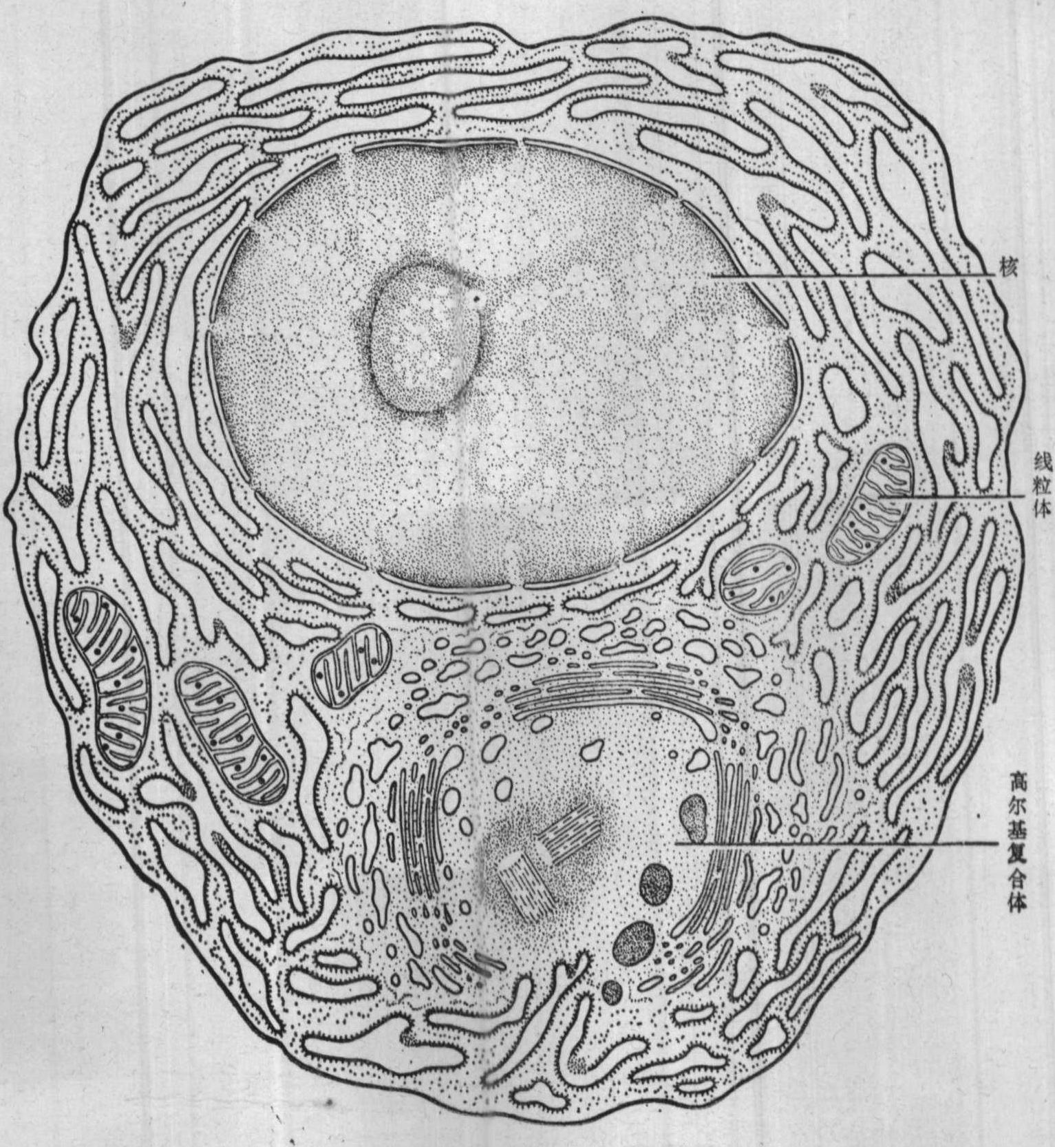 图3～7 浆细胞超微结构